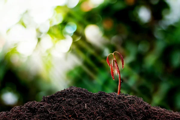 Little plant seedling growing . — Stock Photo, Image