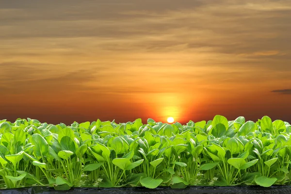 Hydroponic — Stock Photo, Image