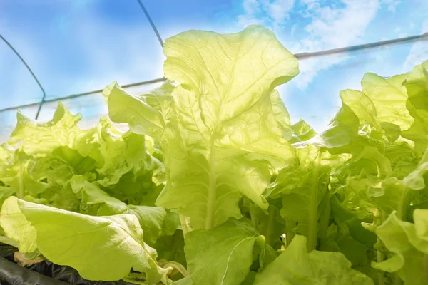 Landwirtschaft — Stockfoto