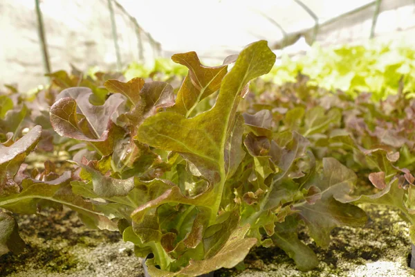 Agricultura — Fotografia de Stock