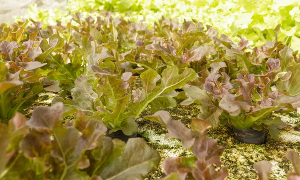 Landwirtschaft — Stockfoto