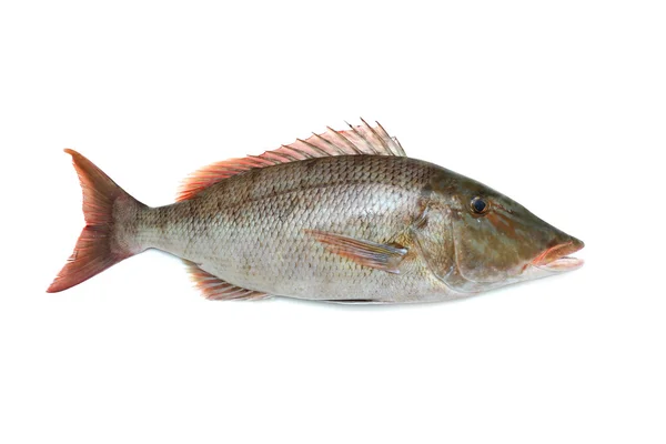 新鲜红鲷鱼 — 图库照片
