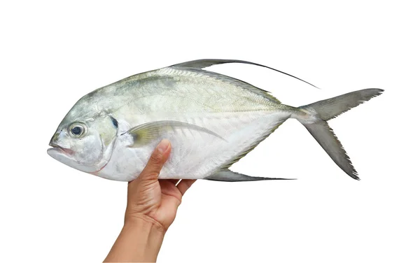 新鲜红鲷鱼 — 图库照片