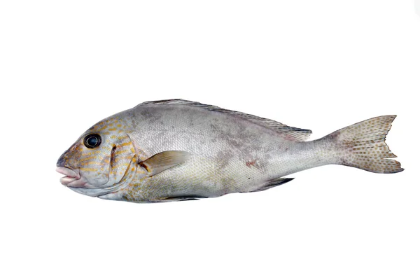 新鮮な真鯛 — ストック写真