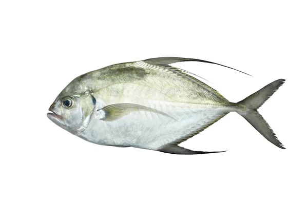 Einen frischen Fisch — Stockfoto