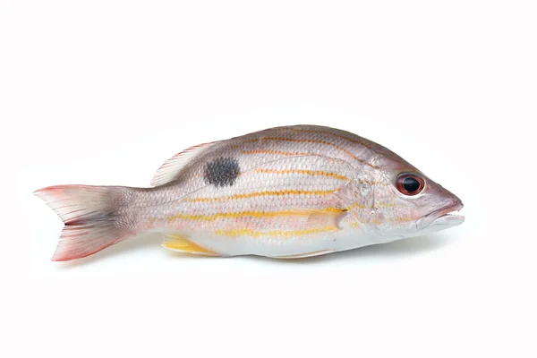 Einen frischen Fisch — Stockfoto