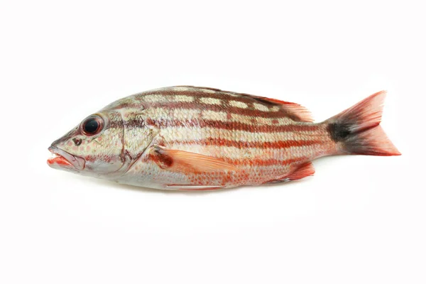En färsk fisk — Stockfoto