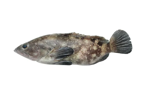 Um peixe fresco — Fotografia de Stock