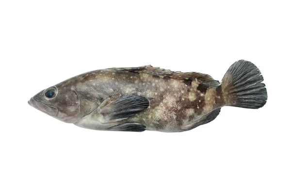 Einen frischen Fisch — Stockfoto