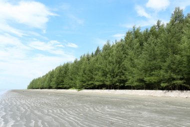 yeşil çam ağaçları 