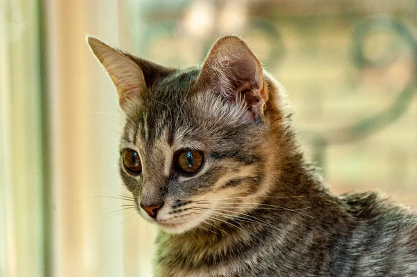 Küçük puma fotoğraf çektirmeye bayılır.!