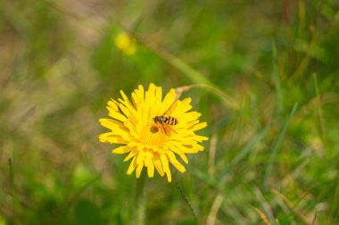 Güzel karahindiba çiçeği ve arı