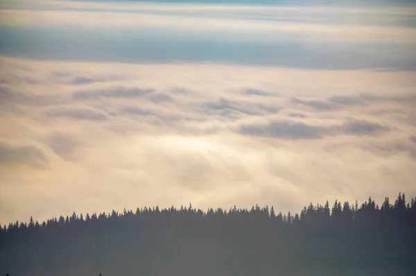 Туман над лісом у Карпатських горах. — стокове фото