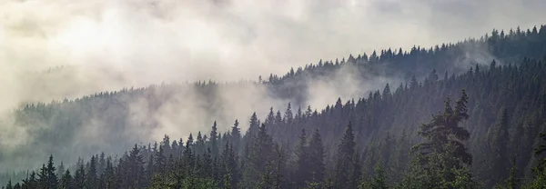 Dimma över skogen i Karpaterna — Stockfoto