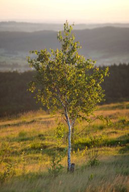 Sabahları çimlerin arasında genç huş ağacı