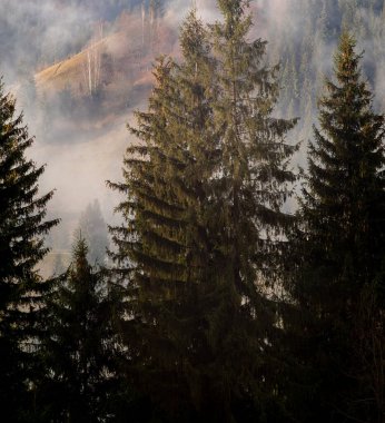 Noel ağacı sislerin içinde Ormanda Karpatların arasında