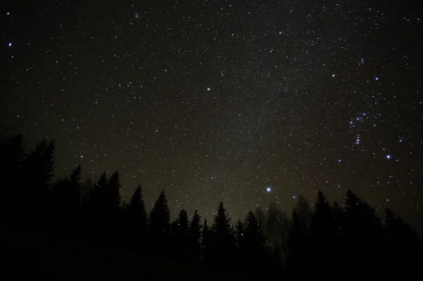 Floresta Contra Fundo Céu Estrelado Nas Montanhas Dos Cárpatos — Fotografia de Stock