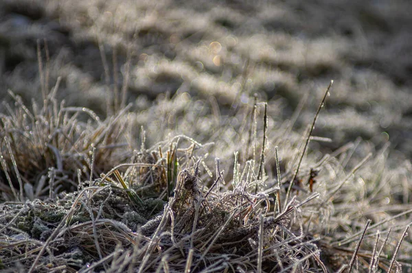 Мороз Траве Закрывается Рано Утром Карпатах — стоковое фото