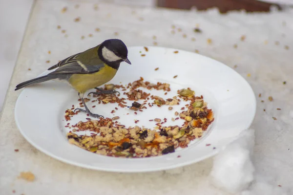 Vögel Picken Sonnenblumenkerne Vom Teller Winter Schnee — Stockfoto