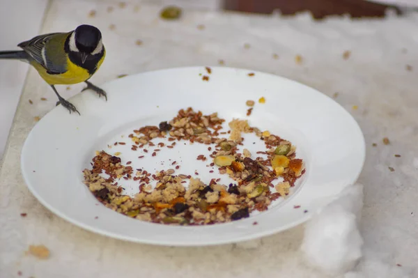 Pájaros Picoteando Semillas Girasol Del Plato Invierno Nieve — Foto de Stock