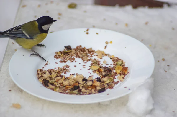 Vögel Picken Sonnenblumenkerne Vom Teller Winter Schnee — Stockfoto