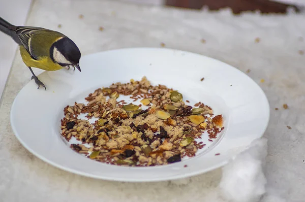 Pájaros Picoteando Semillas Girasol Del Plato Invierno Nieve — Foto de Stock