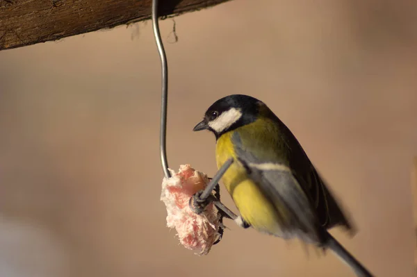 Titmouse Assoit Sur Fil Mange Bacon — Photo