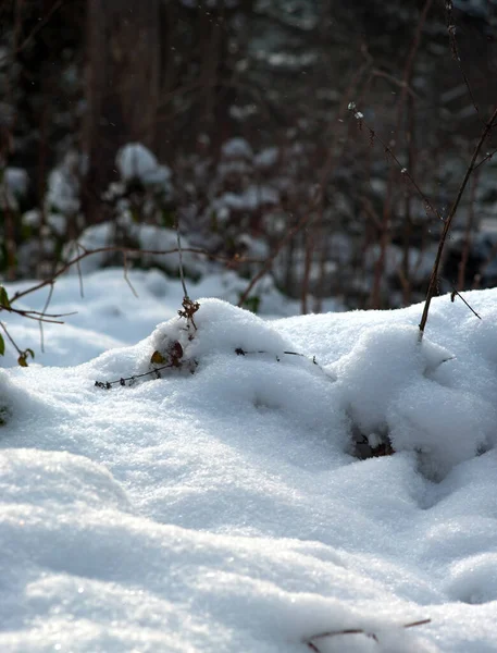 Gras Onder Sneeuw Het Winterbos Karpaten — Stockfoto