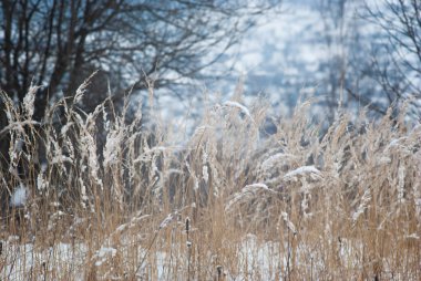 Kışın kuru çimenler karda