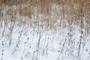 Kışın kuru çimenler karda