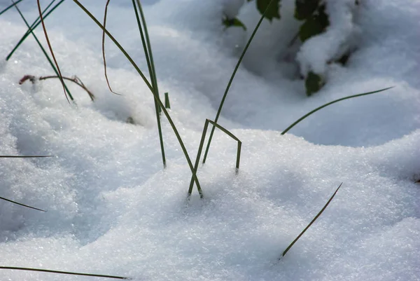 Grama Seca Inverno Neve — Fotografia de Stock