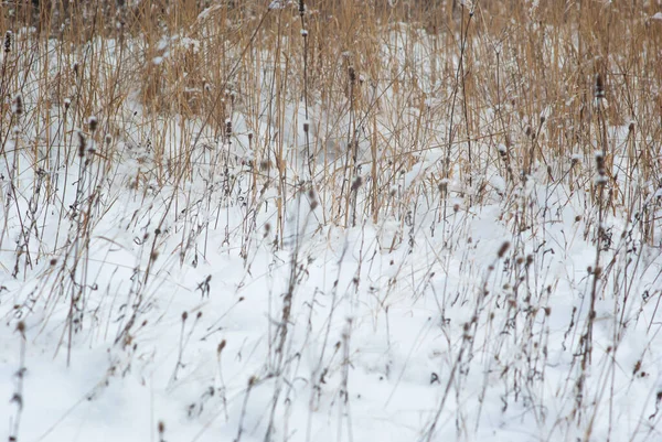 Grama Seca Inverno Neve — Fotografia de Stock