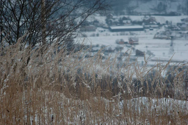 Сухая Трава Зимой Снегу — стоковое фото