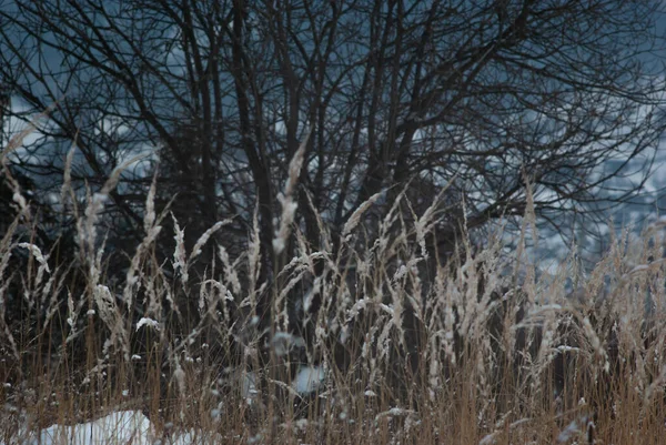 Сухая Трава Зимой Снегу — стоковое фото