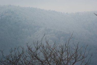 Karpatlar 'da kışın yapraksız ağaç