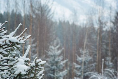 Karpatya dağlarında, kışın karda Noel ağacı