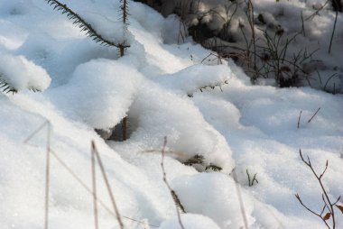 Karpatya dağlarında, kışın karda Noel ağacı