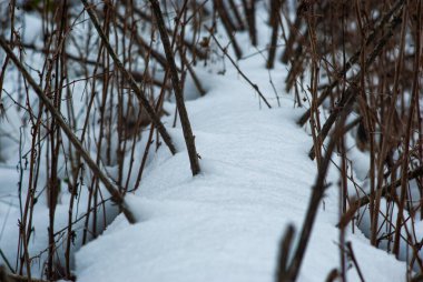 Karpatya dağlarında, kışın karda Noel ağacı
