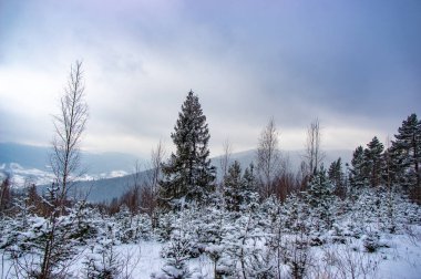 Karpatya dağlarında karlı bir orman Bulutlu bir günde