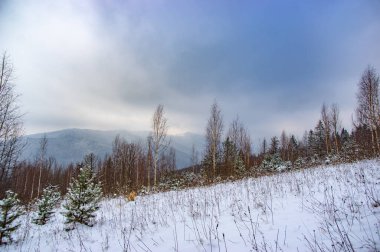 Karpatya dağlarında karlı bir orman Bulutlu bir günde