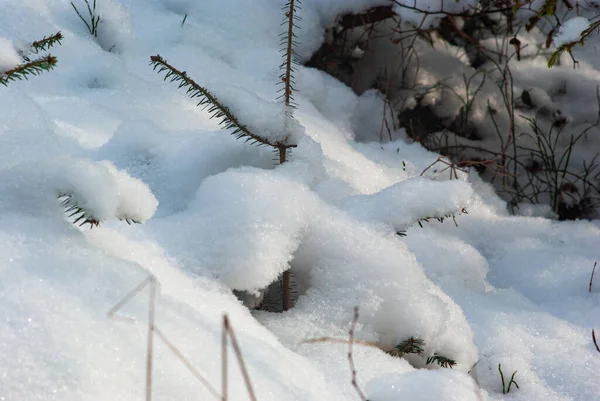 カルパチア山脈の冬の雪の中のクリスマスツリー — ストック写真