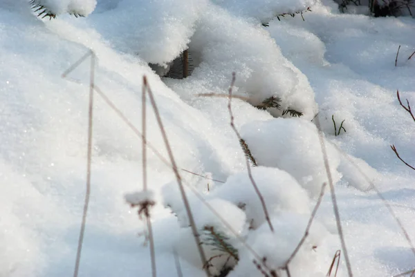 カルパチア山脈の冬の雪の中のクリスマスツリー — ストック写真