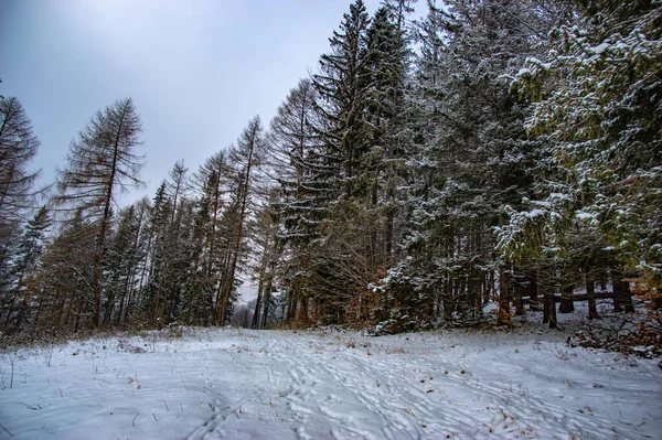 Bosque Nevado Las Montañas Los Cárpatos Día Nublado — Foto de Stock