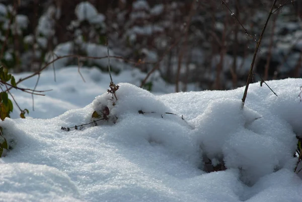 Sneeuw Het Bos Karpaten Van Dichtbij — Stockfoto