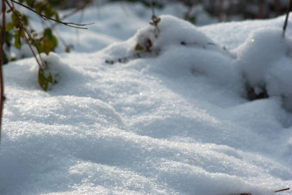 Sneeuw Het Bos Karpaten Van Dichtbij — Stockfoto