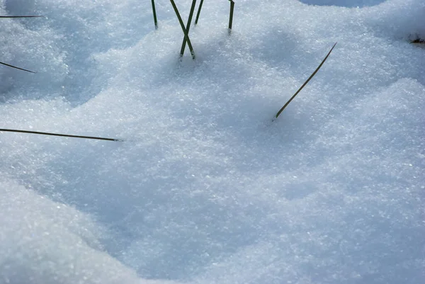 Sneeuw Het Bos Karpaten Van Dichtbij — Stockfoto