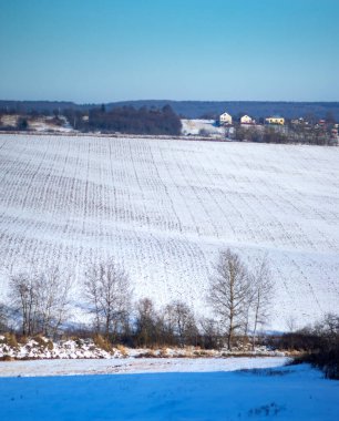 Soğuk bir günde hasat edilen mahsulün karla kaplı tarlası.