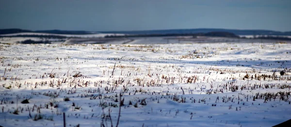 霜の日に収穫された作物の雪に覆われたフィールド — ストック写真