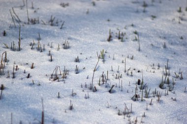 Bir kış günü karda hasat edilen tarla.