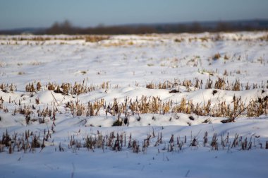 Bir kış günü karda hasat edilen tarla.
